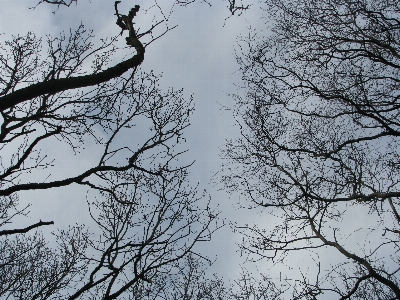 Tree nature forest branch Photo