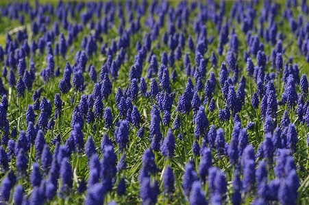 Natur anlage feld wiese
 Foto