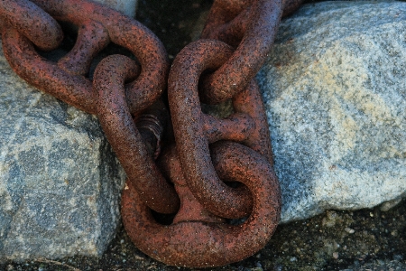 Chain metal reptile rusty Photo