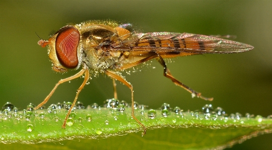 Nature photography flower fly Photo