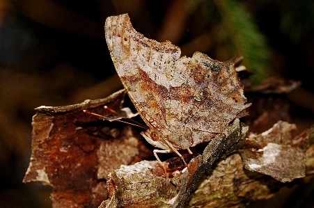 Nature wood photography leaf Photo