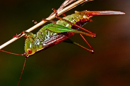 Foto Alam fotografi terbang margasatwa