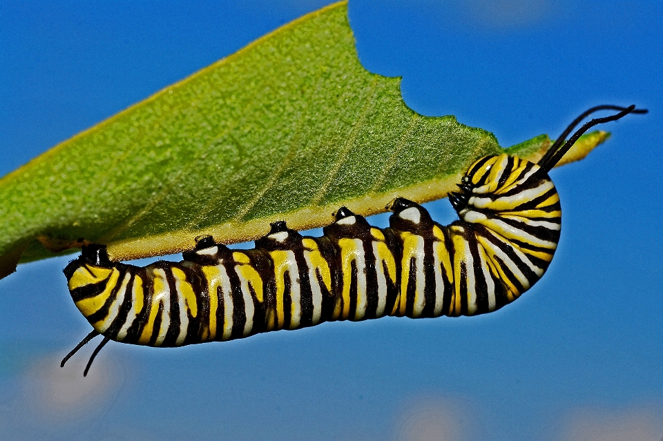 Naturaleza ala insecto macro