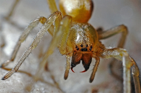 Foto Alam fotografi bunga satwa