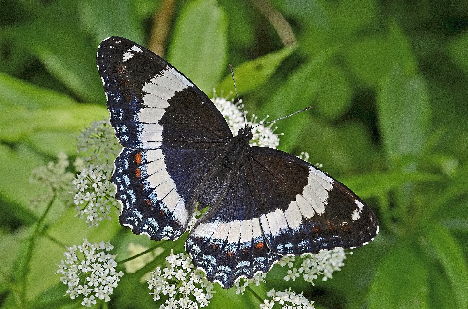 Nature wing flower wildlife