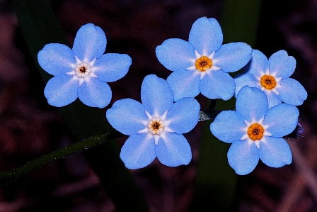 Nature blossom plant flower Photo