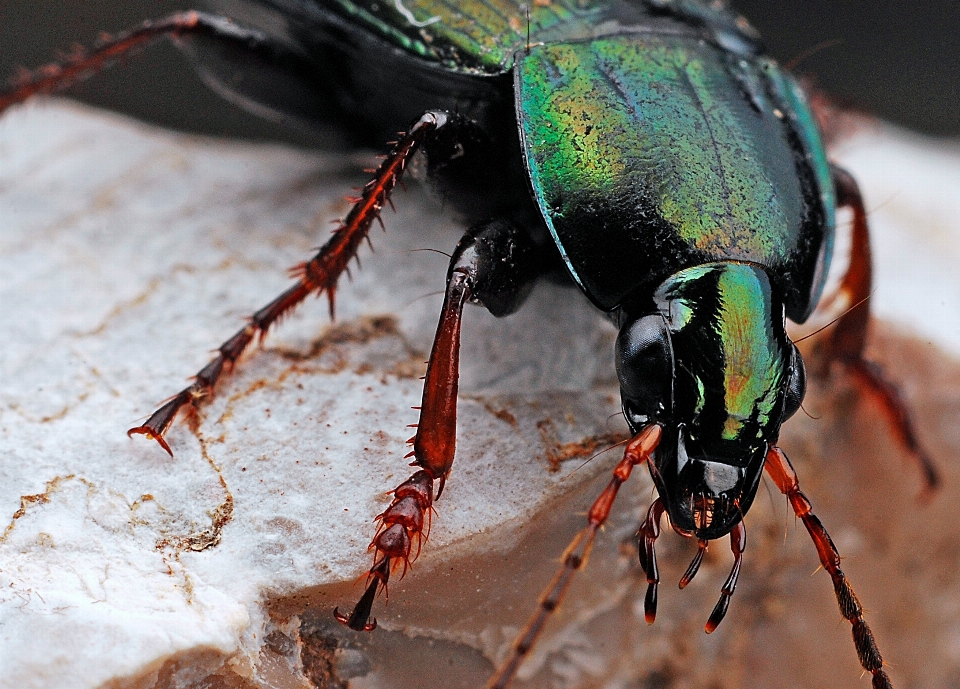 Natur fotografie fliege tierwelt