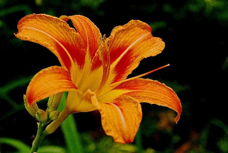 自然 植物 葉 花 写真