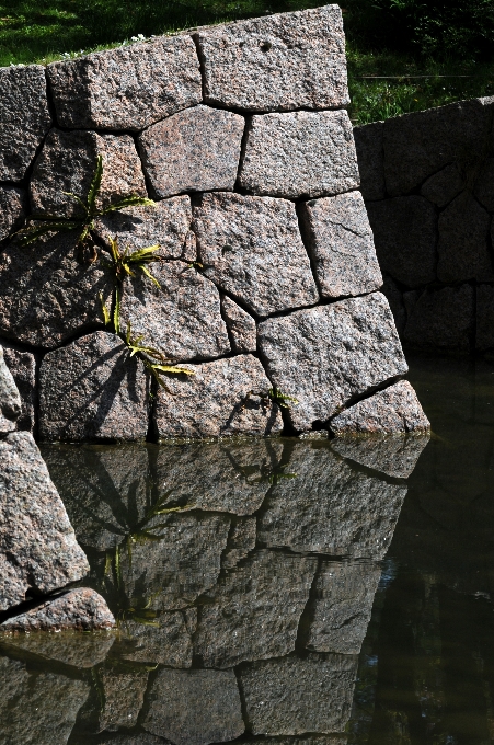 árbol naturaleza rock madera