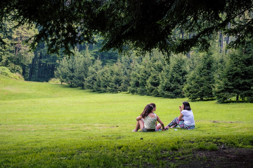 Albero natura foresta erba