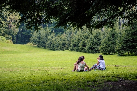 Tree nature forest grass Photo