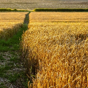 Foto Caminho plantar céu campo