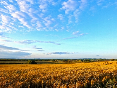 Landscape grass horizon cloud Photo