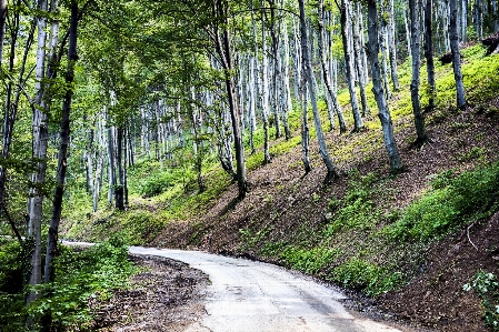 Landscape tree nature forest Photo