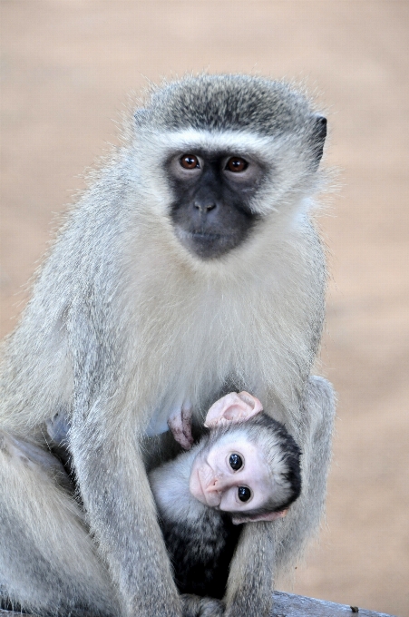 Zwierzę dzikiej przyrody ssak fauna