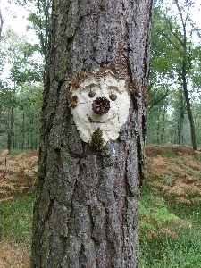 Foto árbol bosque planta flor