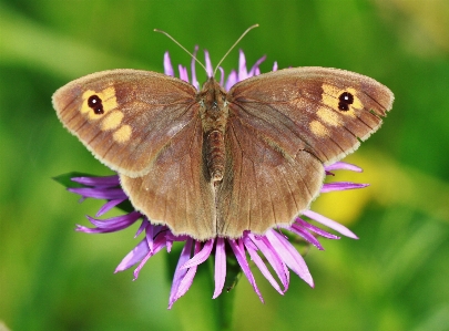 Nature blossom wing plant Photo