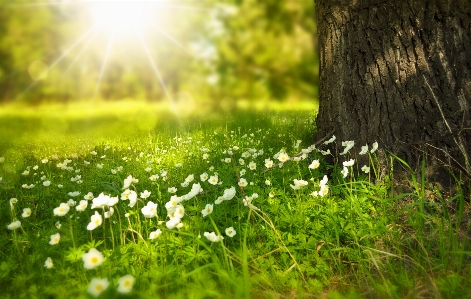 Tree nature forest grass Photo