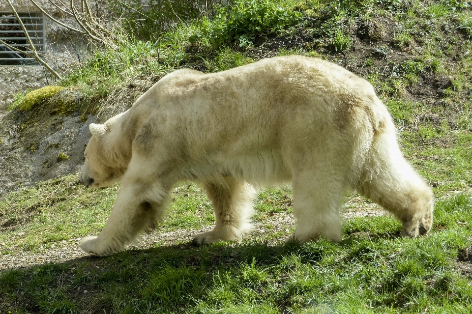 Woda natura trawa zwierzę