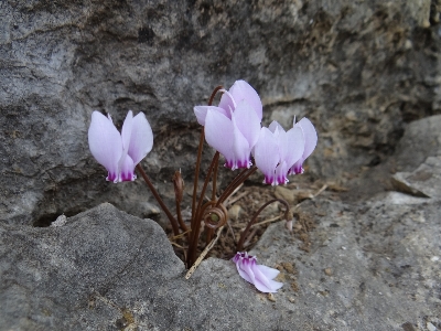 Foto Florescer plantar flor pétala