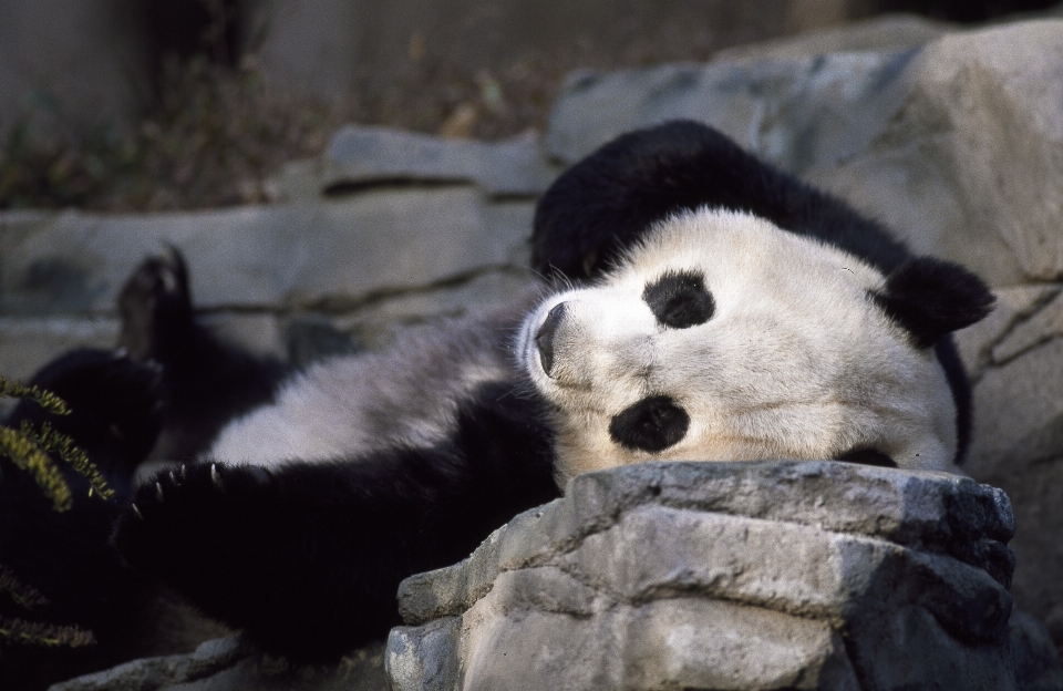 Natura bianco carino orso