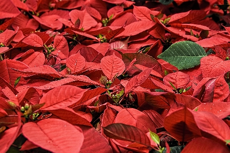 Tree branch plant leaf Photo