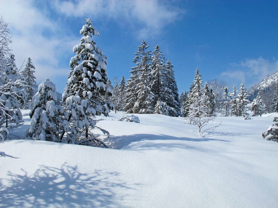 Paysage arbre nature montagne