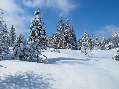 Landscape tree nature mountain Photo