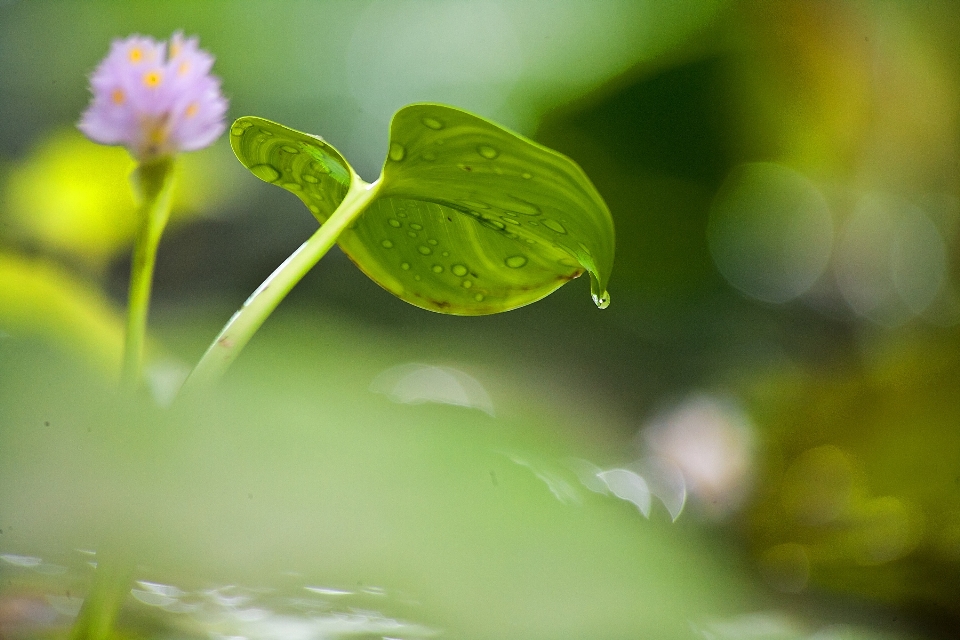 Acqua natura erba fiore