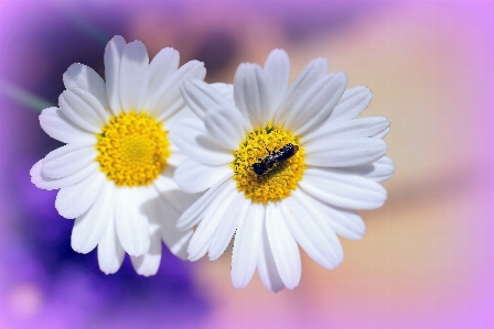 Nature blossom plant sweet Photo