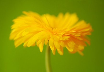 Natur blüte anlage löwenzahn Foto