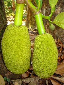 Foto Tanaman buah bunga makanan