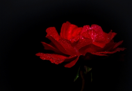 Water nature blossom drop Photo