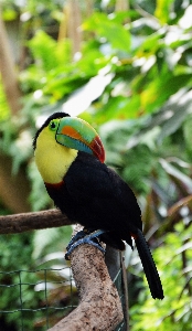 Nature branch bird animal Photo