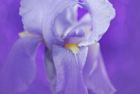 自然 花 植物 紫 写真