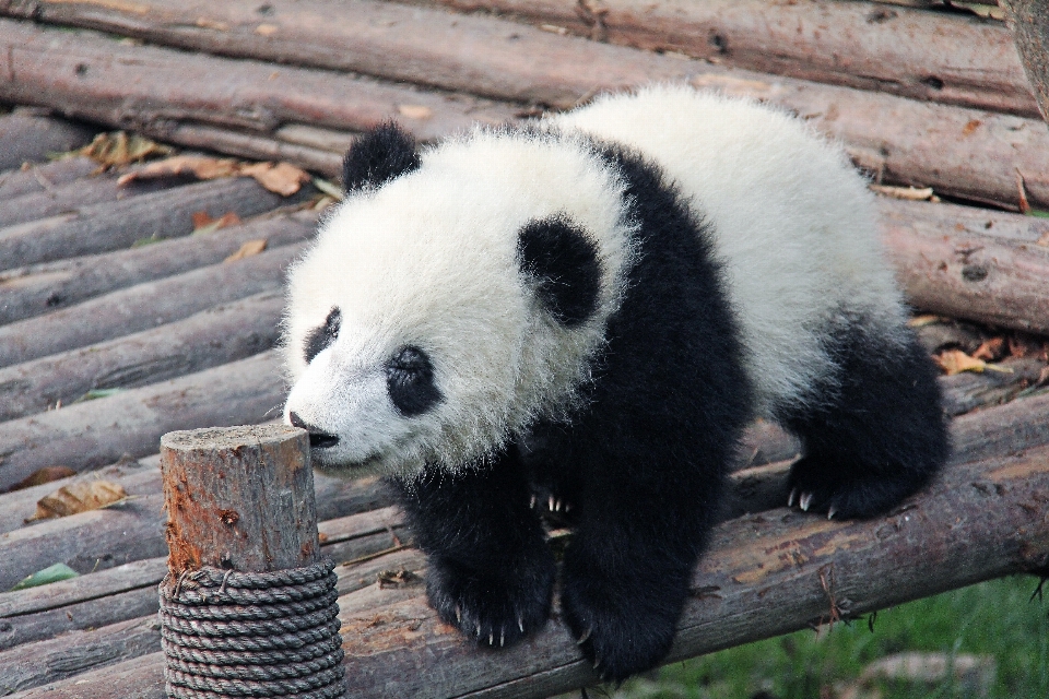 黒と白
 動物 かわいい 旅行