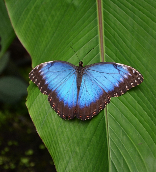 Nature wing leaf flower