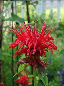 Nature blossom plant flower Photo