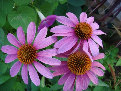 自然 花 植物 紫 写真