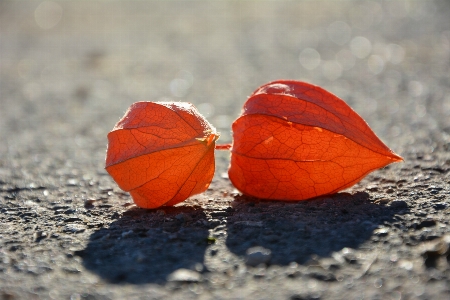 Nature sand plant leaf Photo