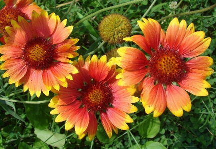 花 植物 花弁 咲く 写真