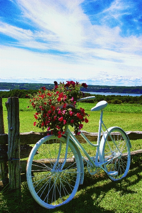 Landscape nature grass wheel