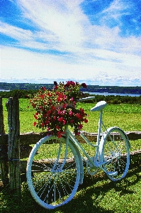 Photo Paysage nature herbe roue