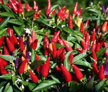 Plant flower food red Photo