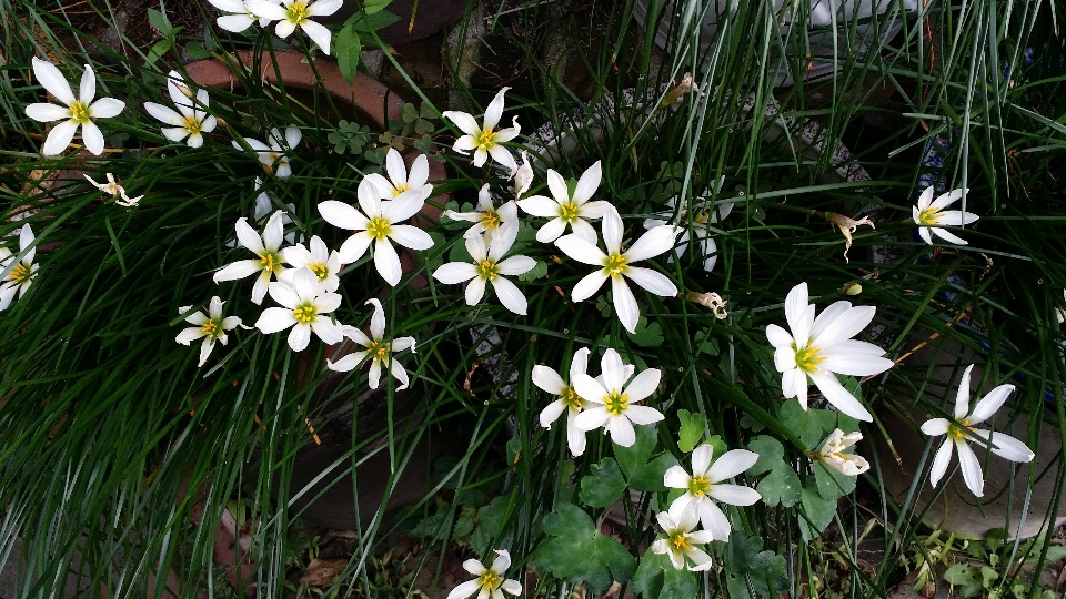 Usine prairie
 fleur aimer