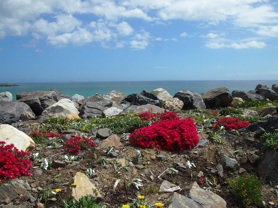 海滩 海 海岸 rock