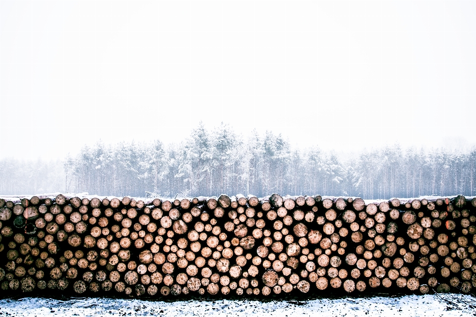 árbol naturaleza nieve frío