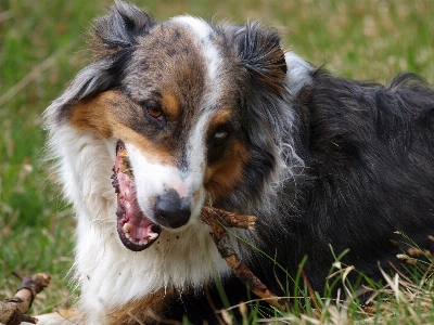 Foto Anjing collie
 mamalia bertulang belakang
