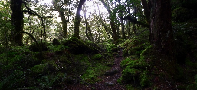 Tree nature forest wilderness Photo