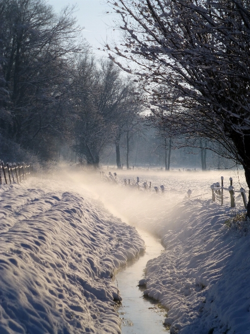 木 雪 冬 白